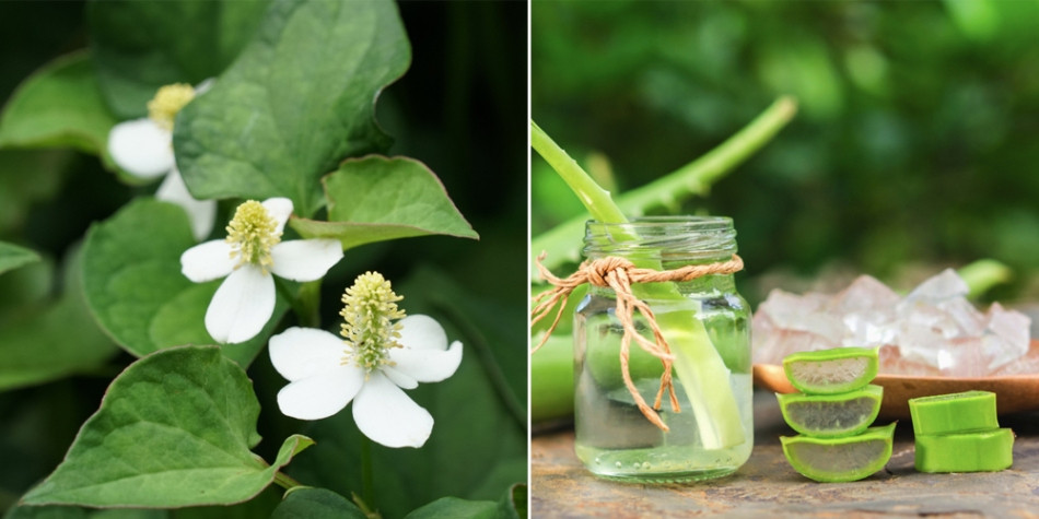 12+ Cách Làm Đẹp Bằng Rau Diếp Cá Hiệu Quả