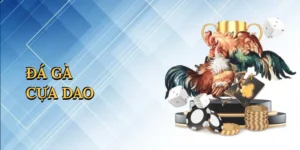 Đá gà cựa dao