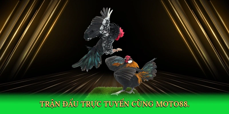 Đá Gà Online: Cá Cược Kịch Tính Cùng MOTO88