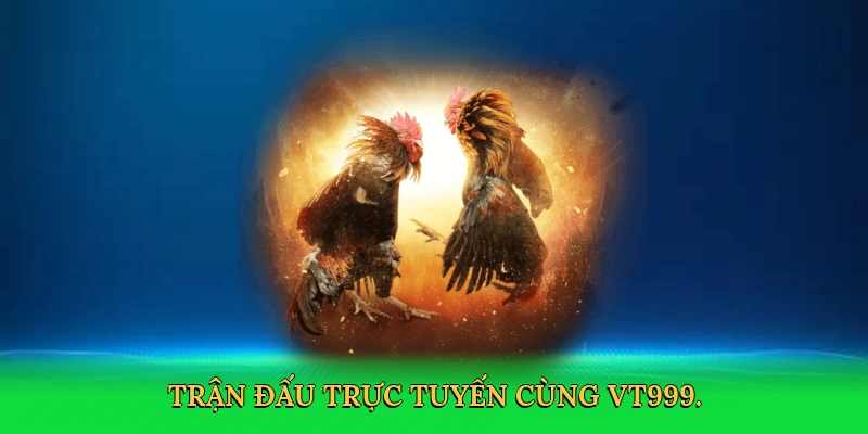 Đá Gà Cựa Dao: Bí Quyết Thắng Lớn Cùng VT999