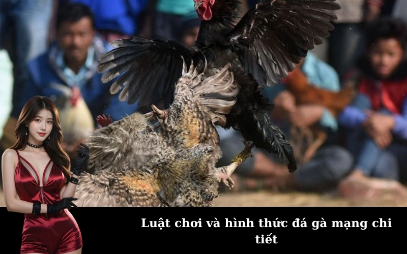 Luật chơi và hình thức đá gà mạng chi tiết