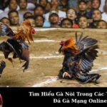 Tìm Hiểu Gà Nòi Trong Các Trận Đấu Đá Gà Mạng Online