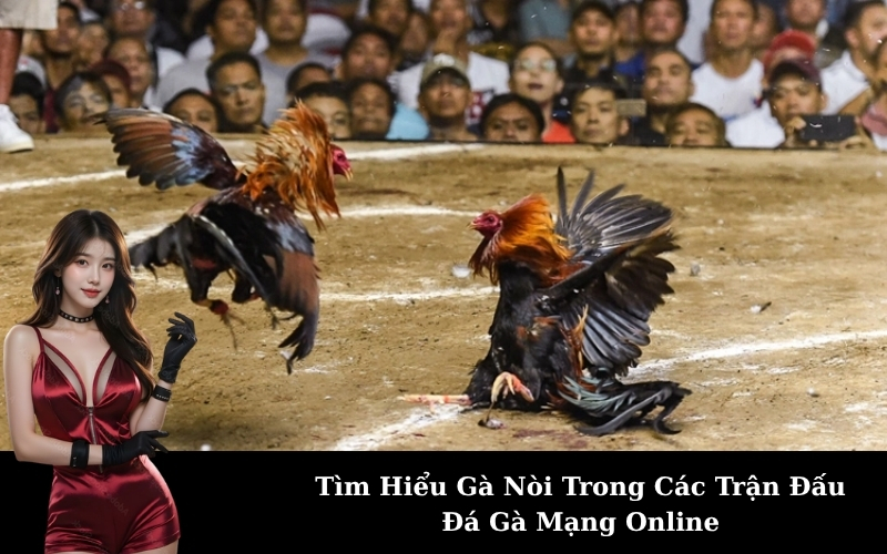 Tìm Hiểu Gà Nòi Trong Các Trận Đấu Đá Gà Mạng Online
