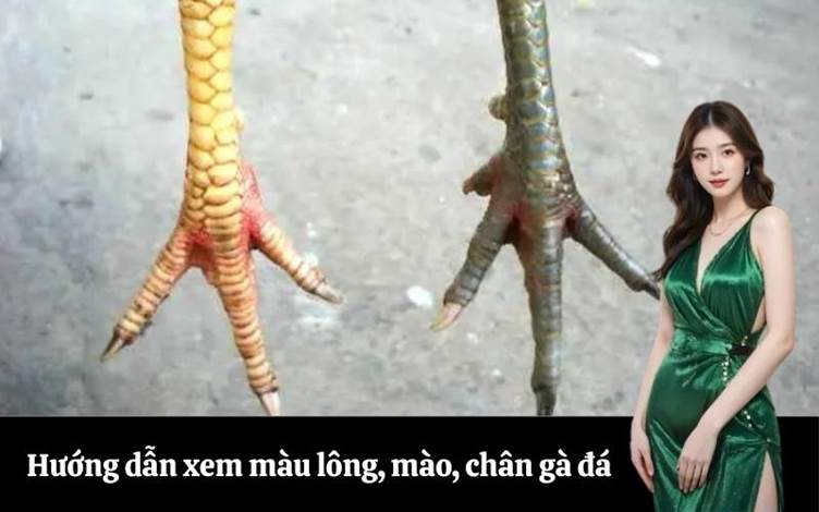 Hướng dẫn xem màu lông, mào, chân gà đá